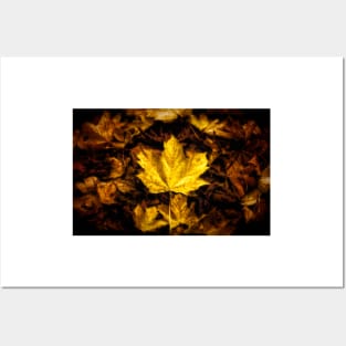 Maple Leaf - Autumn Leaves Posters and Art
